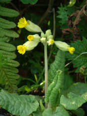 Primula veris Gulden sleutelbloem bestellen